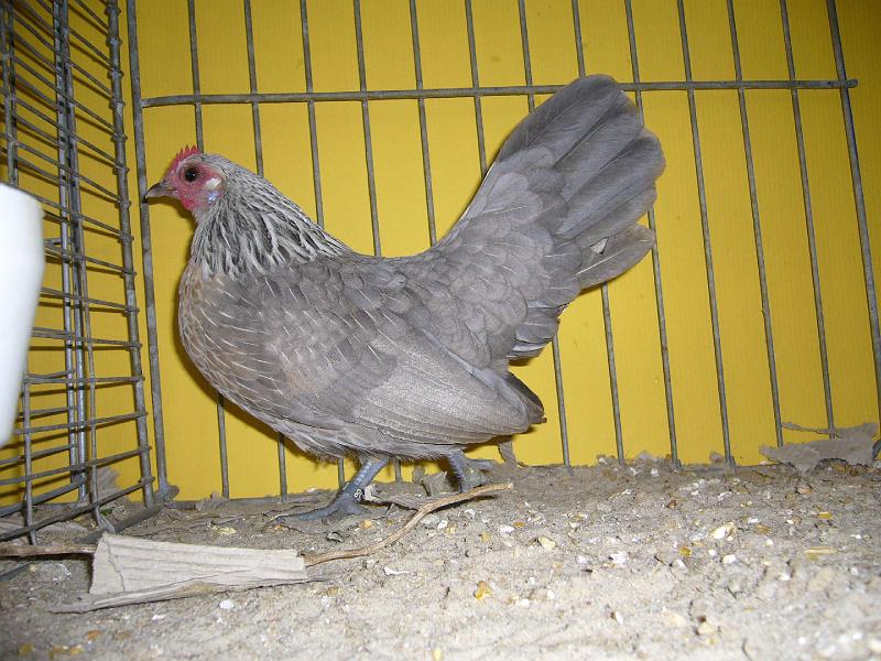 Hannover 2008 085.jpg - Holländische Zwerghühner blau silberhalsig von Michael Ruoff Preis V 97 MB